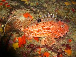 Gozo scuba diving. Scorpion fish.